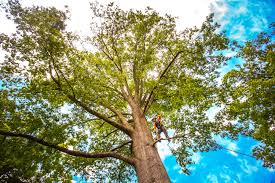 Best Tree Preservation Services  in Cleburne, TX