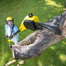 Professional Tree Services in Cleburne, TX