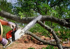 Best Hedge Trimming  in Cleburne, TX