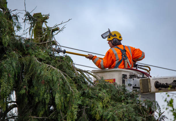 Best Root Management and Removal  in Cleburne, TX