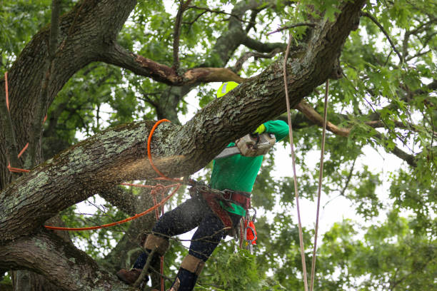 Best Weed Control  in Cleburne, TX