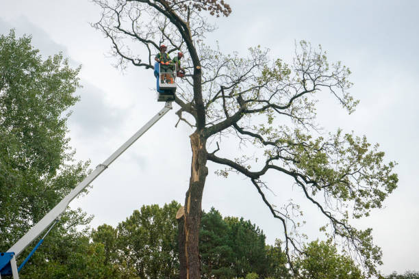 Best Tree Disease Treatment  in Cleburne, TX