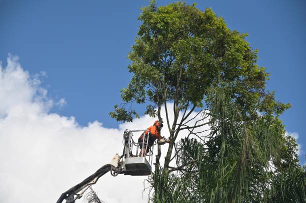 Best Firewood Processing and Delivery  in Cleburne, TX