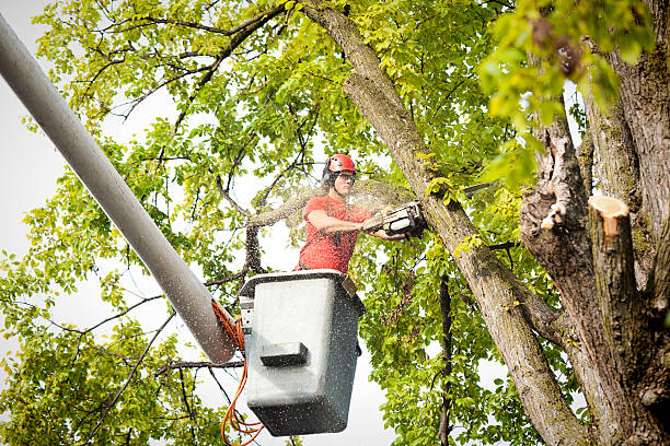 Best Stump Grinding and Removal  in Cleburne, TX