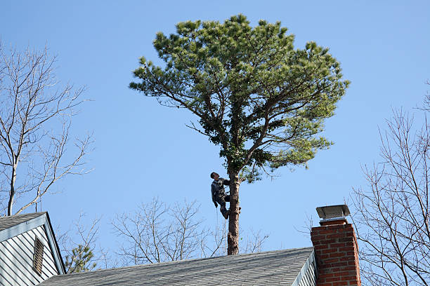 Best Commercial Tree Services  in Cleburne, TX