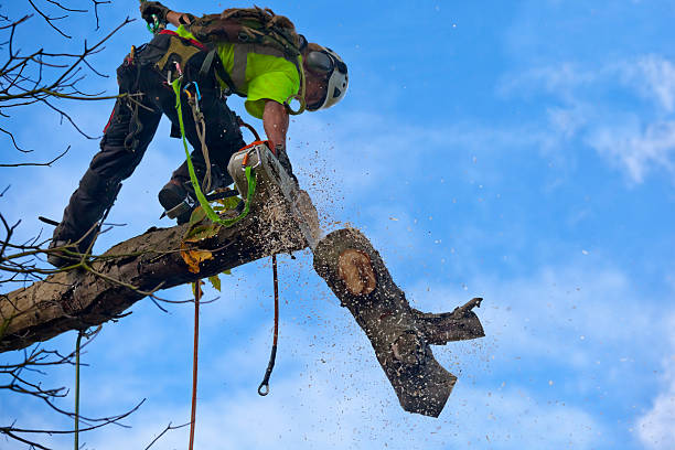 Best Tree Mulching  in Cleburne, TX