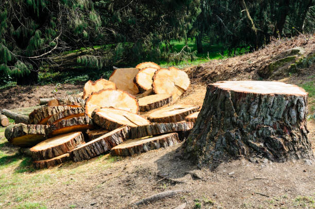 Best Tree Removal Service  in Cleburne, TX